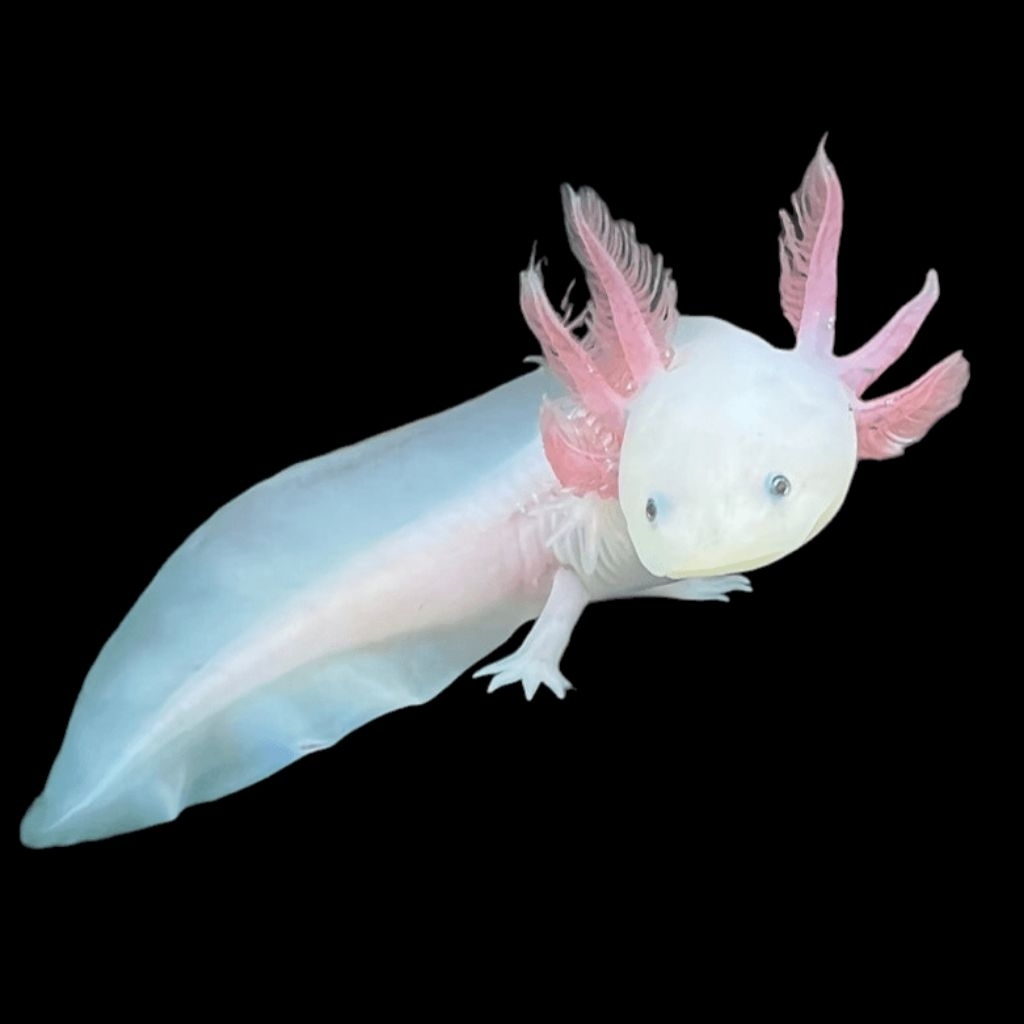 ikan axolotl leucistic atau salamander air untuk aquarium dan aquascape
