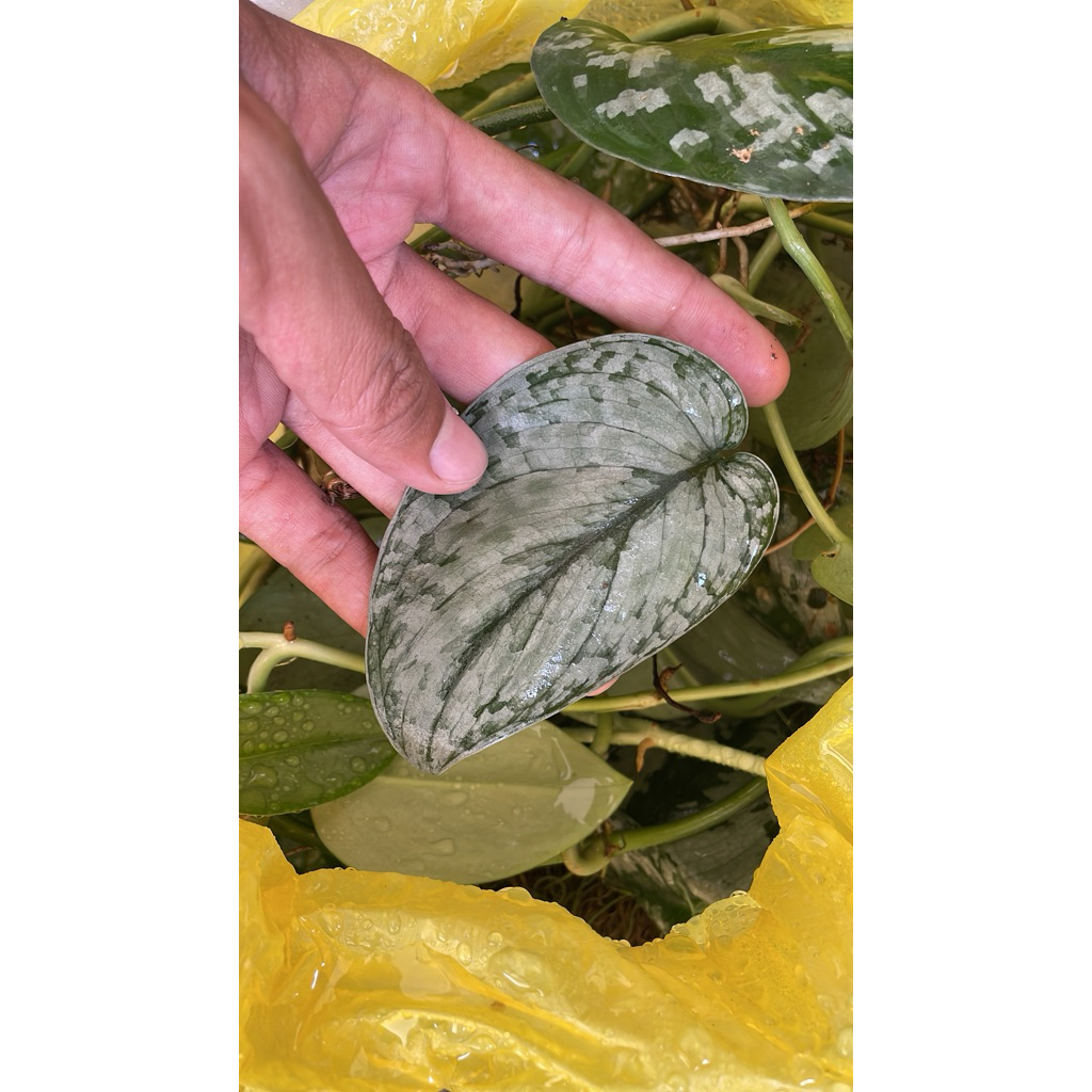 Scindapsus Pictus Silver Splash stek