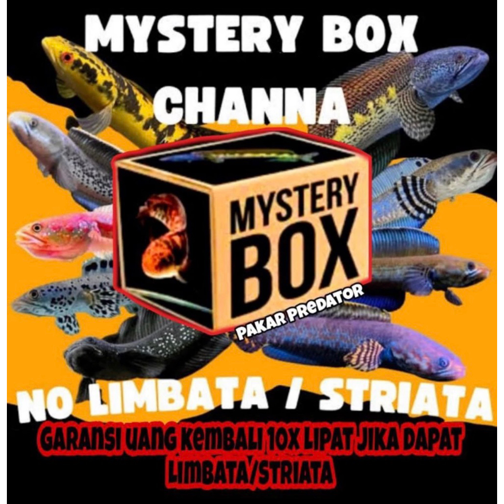 Mistery box chana isi 3 ekor