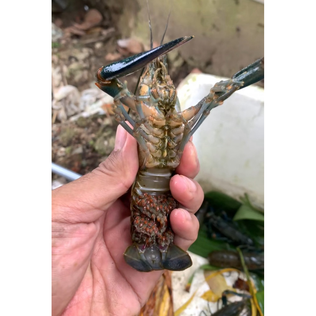 Indukan Lobster Air Tawar