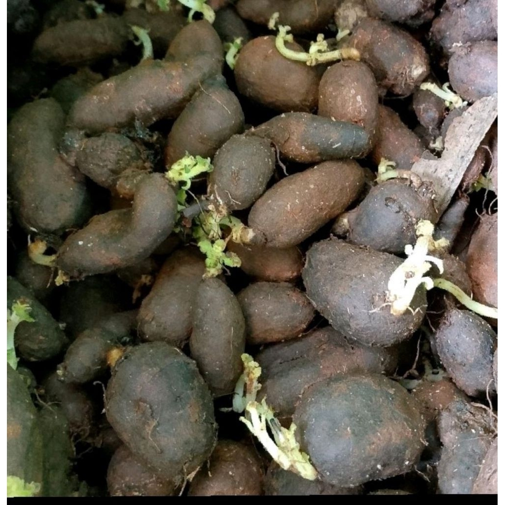 bibit kumbili/kentang jembut/kentang hitam 50 biji