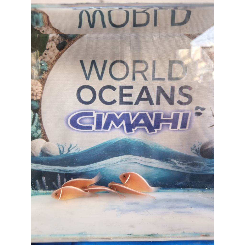 Nemo avatar