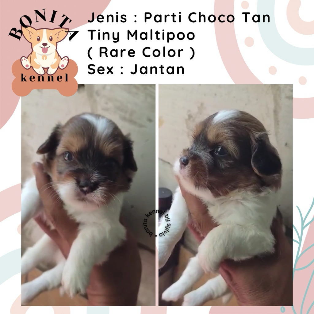 Maltese Mix Poodle Particolor Maltipoo Anjing Maltis Poodle Jantan Betina