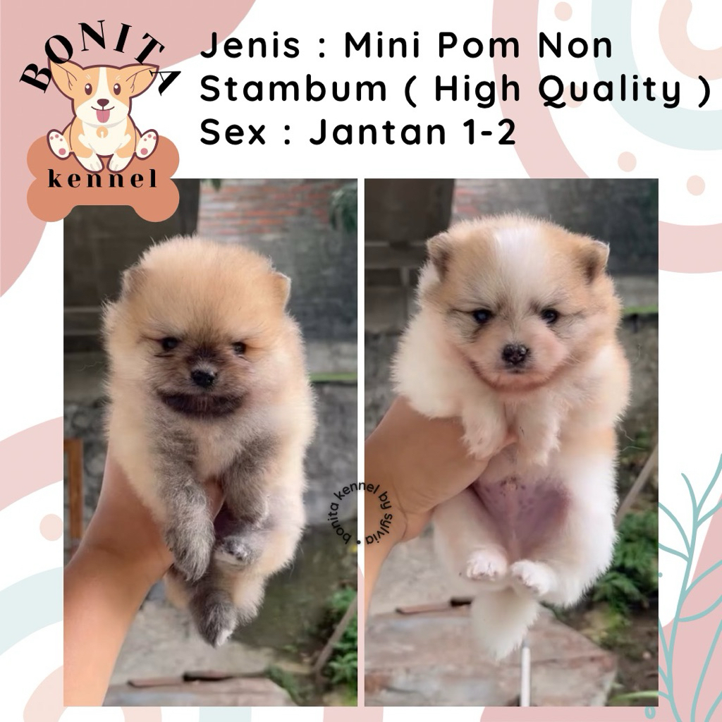 Mini Pom Jantan Betina Particolor Sable Anak Anjing Minipom Mini Pomeranian