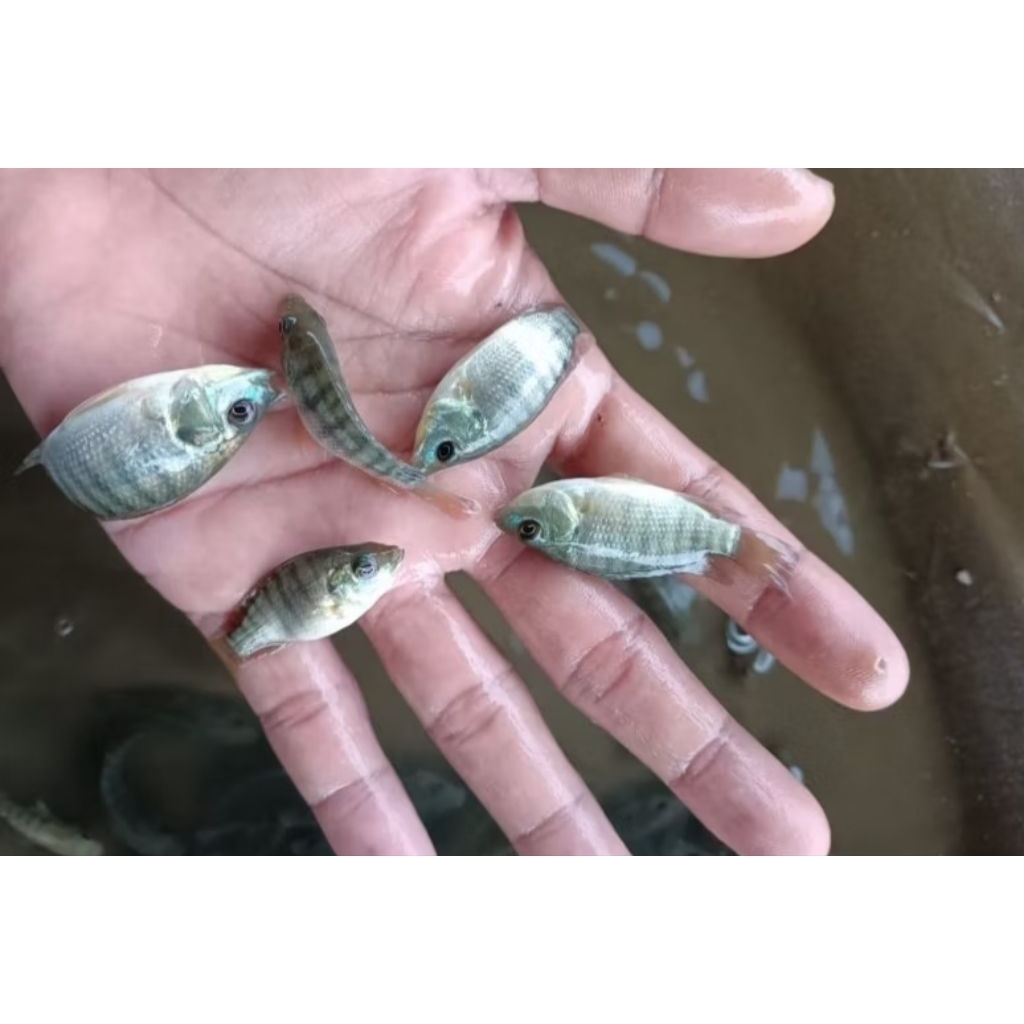 Bibit Ikan Nila Hitam Nirwana Ukuran isi BnyK lo
