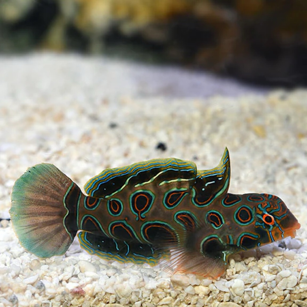 ikan mandarin b spotted mandarin fish pemakan hama flat worm