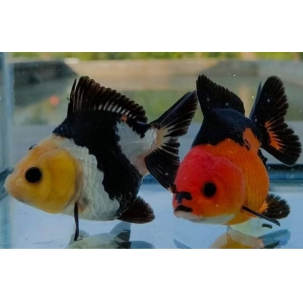 IKAN KOKI PANDA