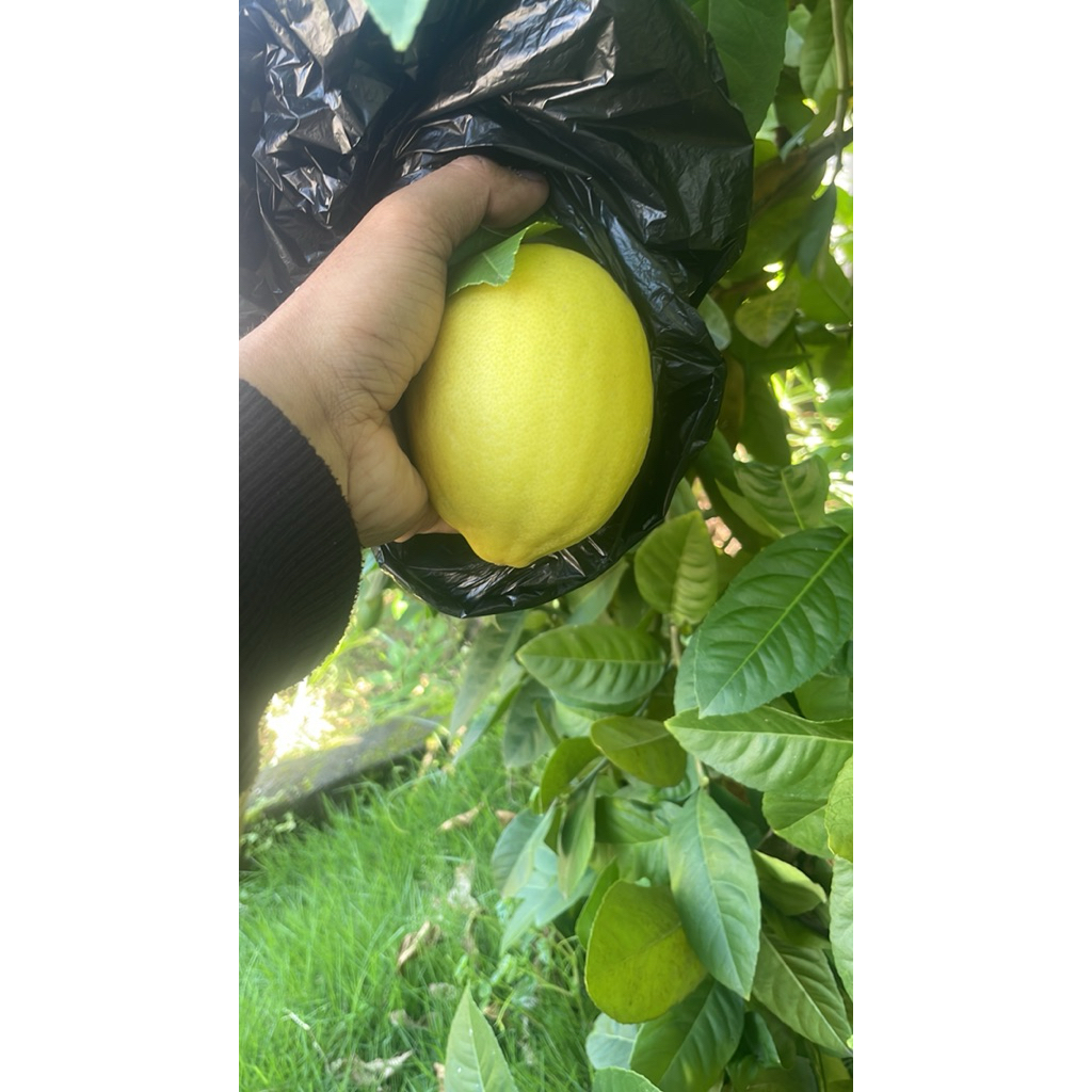 Lemon California organik 1 kg
