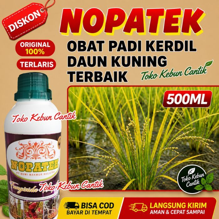 NOPATEK Obat Padi Daun Kuning Busuk Akar | Padi Sehat Hijau & Panen Maksimal