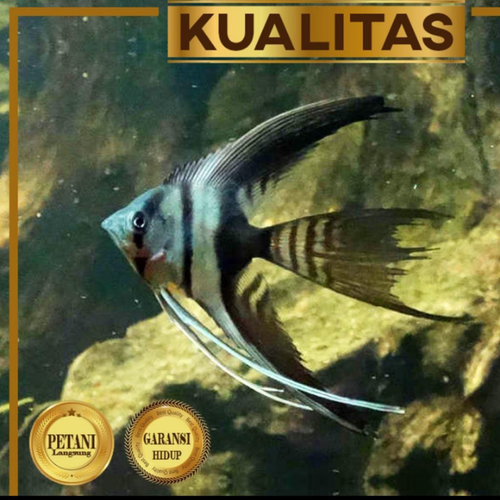Manfish Zebra Slayer Ikan Hias Aquascape