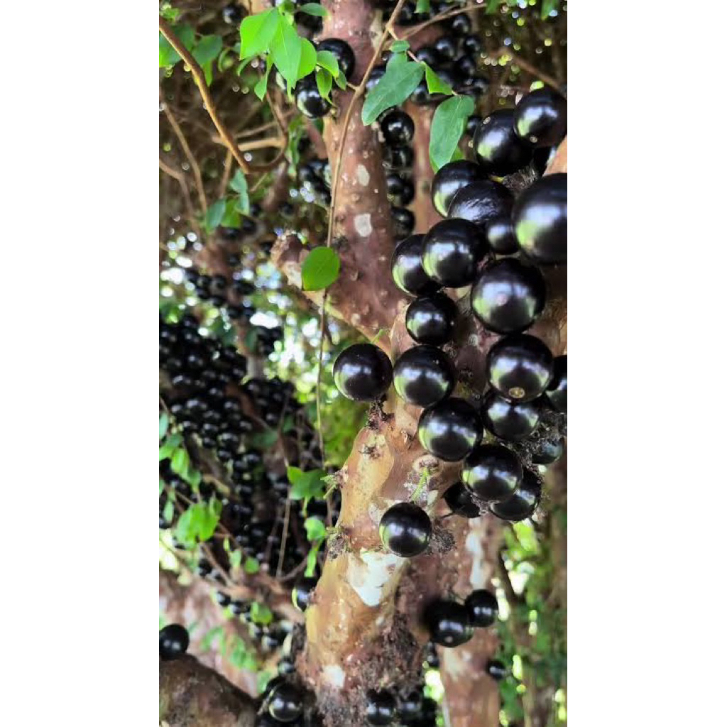 Bibit Anggur pohon/brazil siap berbunga Live