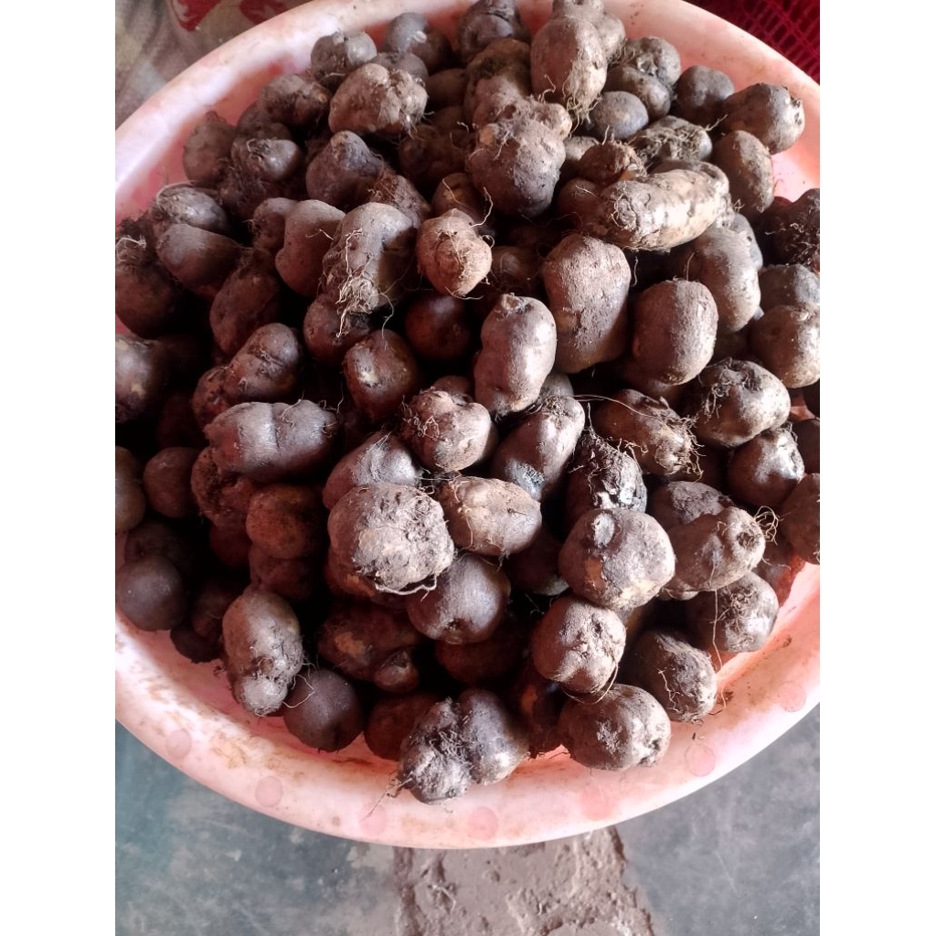 kentang hitam 1KG, kentang bulu,kleci,kembili, kentang sabrang