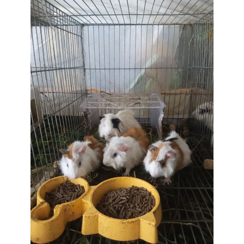 Marmut Betina Lokal