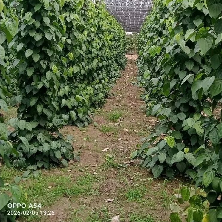 Daun 3 Jari - Daun Bungkus Asli Budidaya