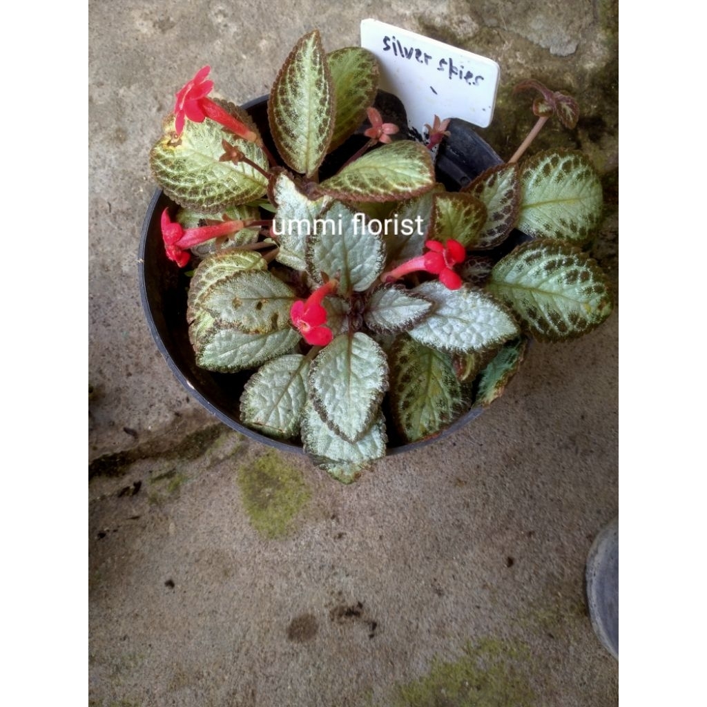 episcia silver skies