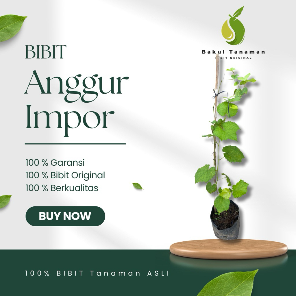 BIBIT BUAH ANGGUR IMPORT GENJAH BERBUAH LEBAT KEBUN BAKUL TANAMAN-BIBIT BUAH ANGGUR IMPORT ORIGINAL