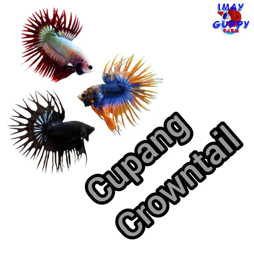 Hiasan aquarium Cupang CT Maskot