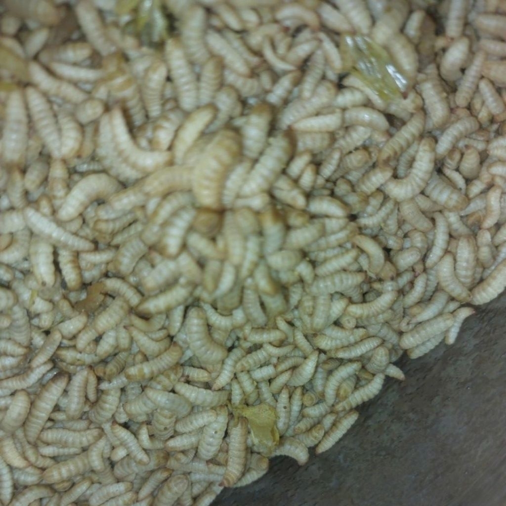 Maggot BSF Hidup 1 KG  - Pakan Unggas, Ikan, dan Burung dengan Nutrisi Tinggi