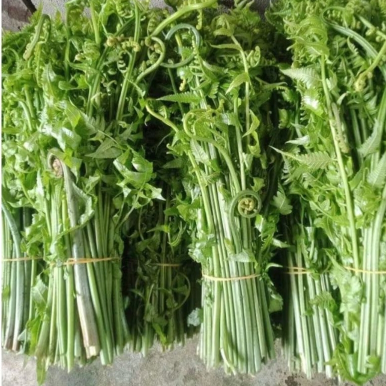 Sayur Pakis Segar 500 Gram - Tingkatkan Produksi Sel Darah Merah