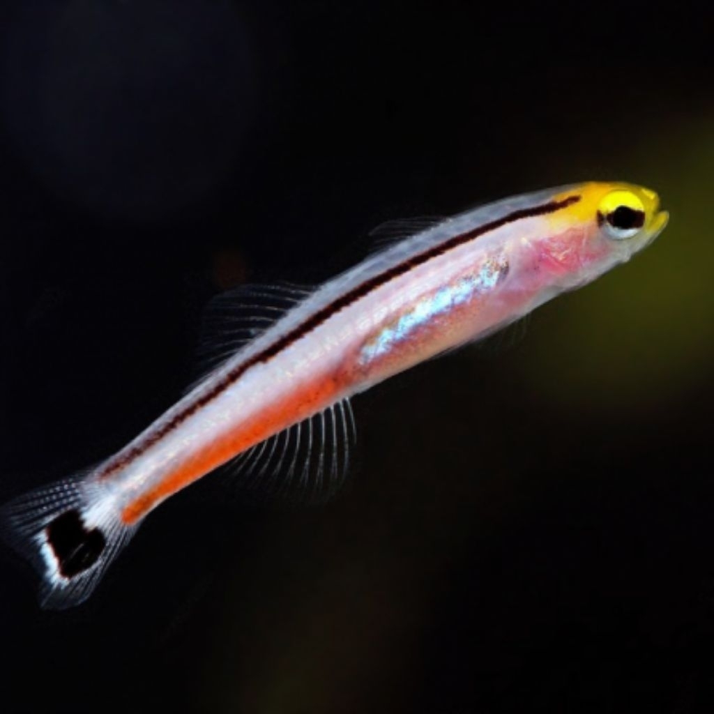 Ikan Hias Air Laut Roket Neon Mini (Mini Dart Goby)