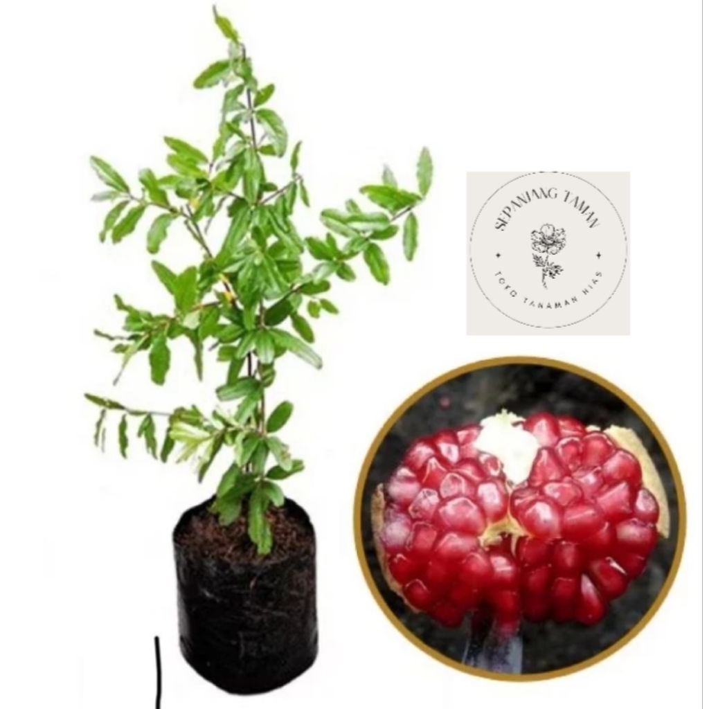 Bibit Tanaman Buah Delima Merah / Tanaman Herbal Buah Delima Merah