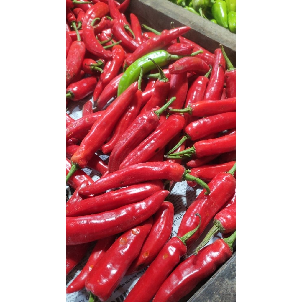 Cabe merah besar 1 kg