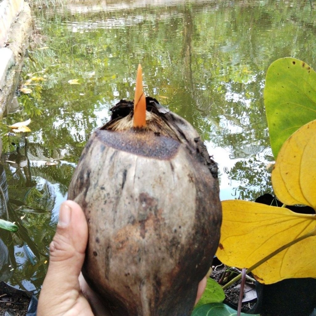bibit kelapa bonsay kelapa minion orene