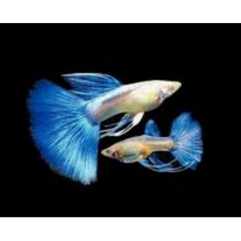 Hiasan Aquarium - Guppy Albino Sky Blue Ribbon/Topaz