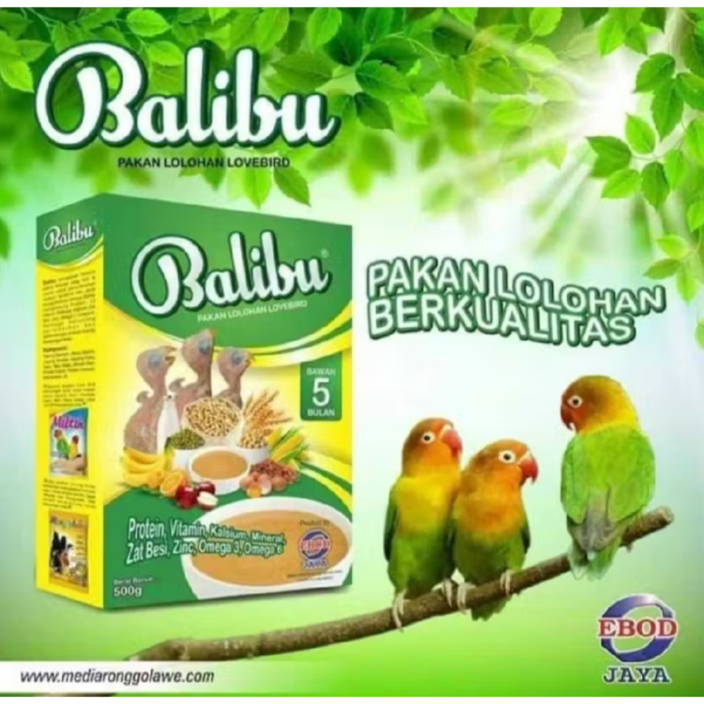 BALIBU BUBUR LOLOHAN BALIBU EBOD JAYA BUBUR LOLOHAN ANAKAN BURUNG LOVEBIRD KENARI BLACKTHROAT FALK