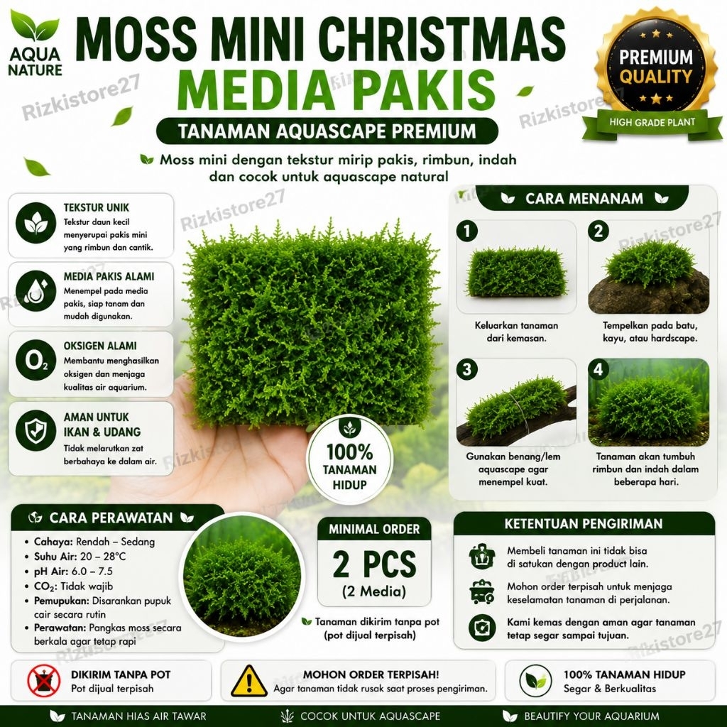 Moss Mini Christmas Media Lempeng Pakis Tanaman Aquascape