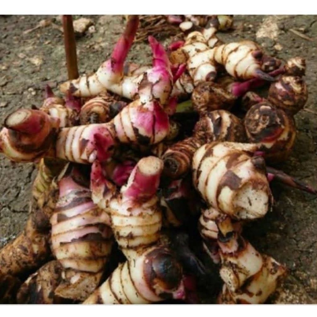 ganyong muria asli dari gunung muria
