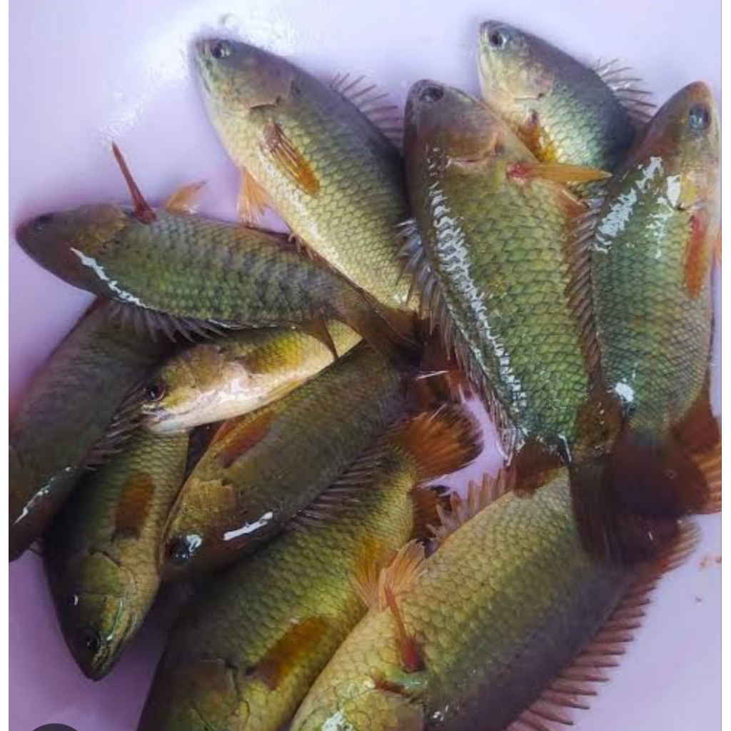 IKAN BETOK / IKAN PEPUYU FRESH (±) 500g