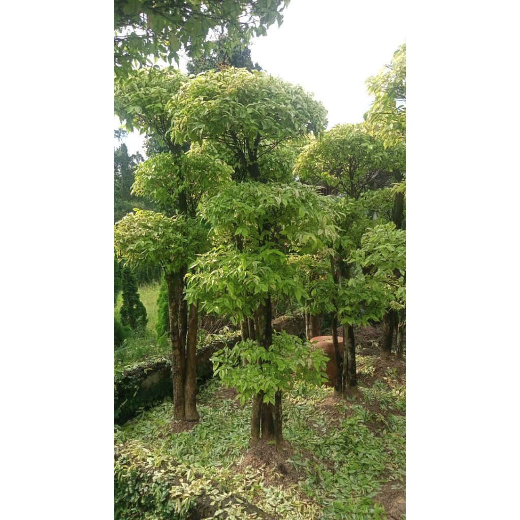 tanaman hias bonsai anting Putri/Bonsai Anting Putri (Wrightia religiosa) adalah tanaman hias popule