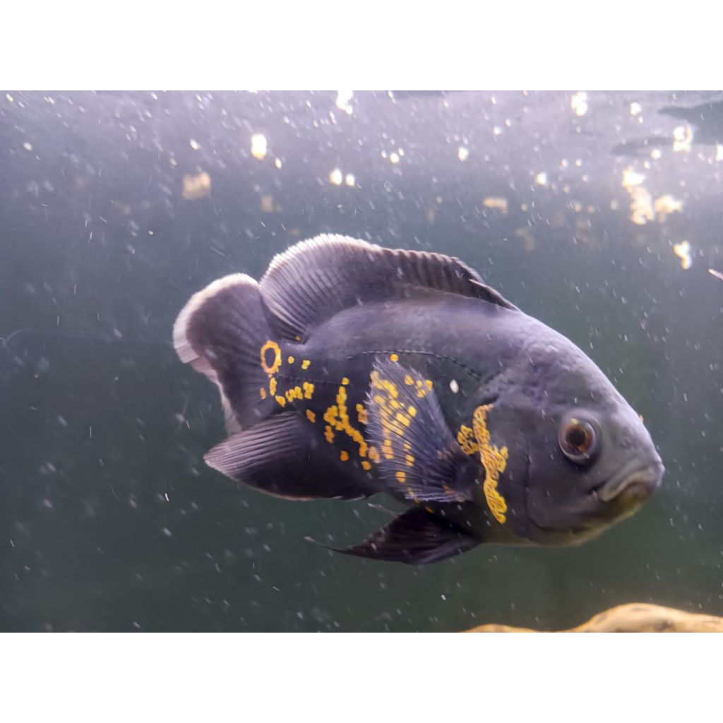 Hiasan aquarium Oscar Tiger jumbo UK 4-5jari