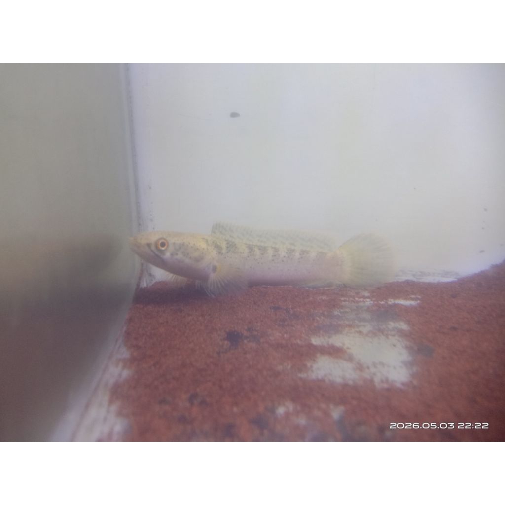 limbata golden Tiger induk sz 11cm