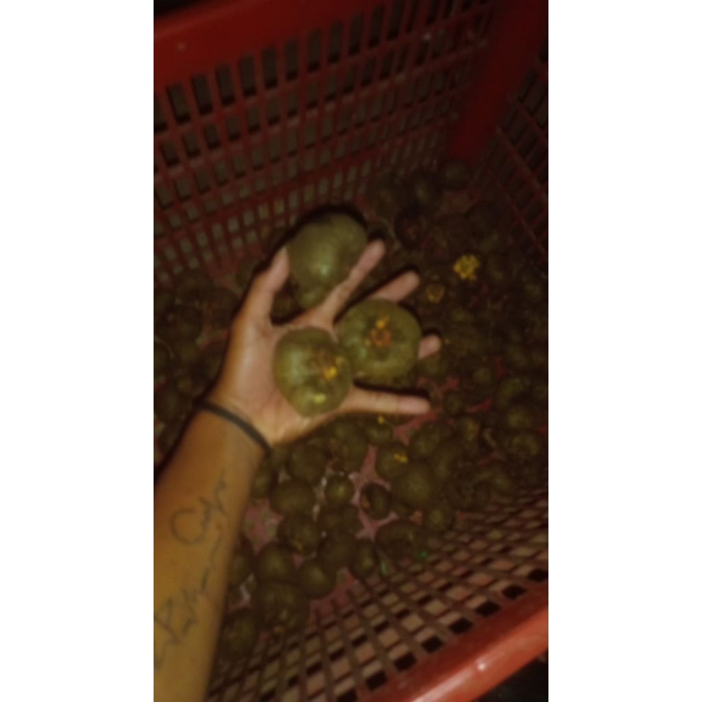 Bibit Porang Katak 1kg - Siap Tanam, Kualitas Unggul,
