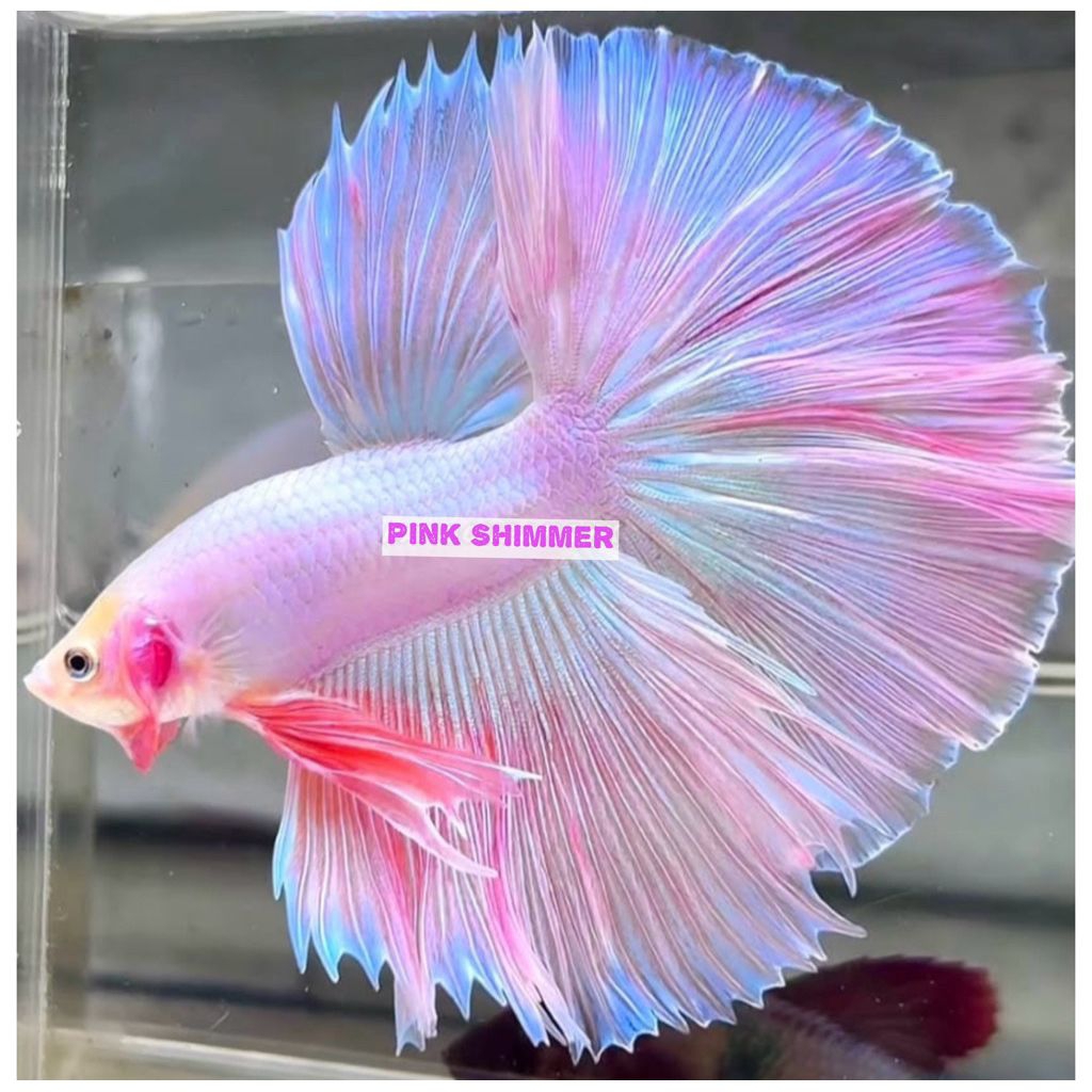 Cupang Halfmoon Shimer Pink