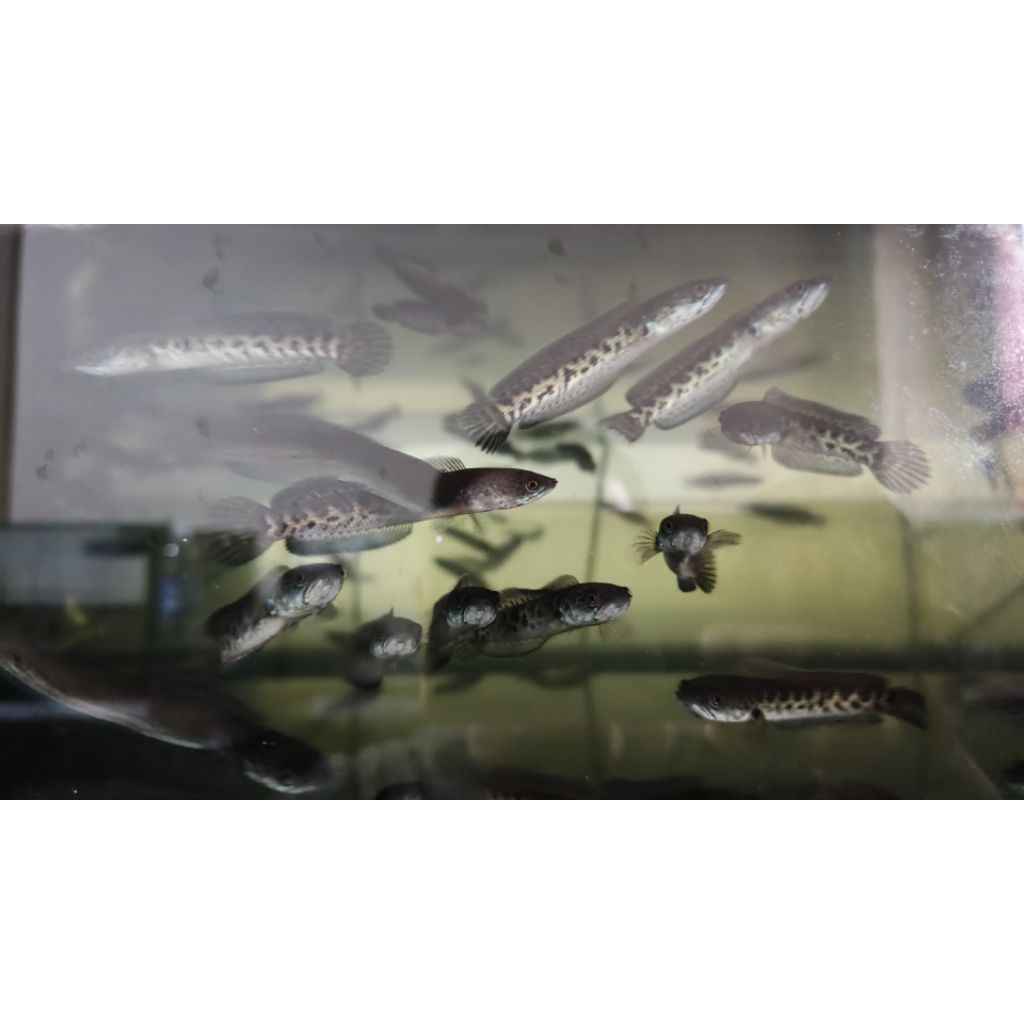 auranti Cb China 6-7cm