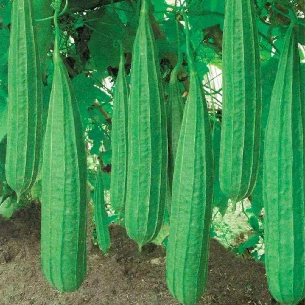BENIH GAMBAS OYONG HIJAU PANJANG BERKUALITAS READY