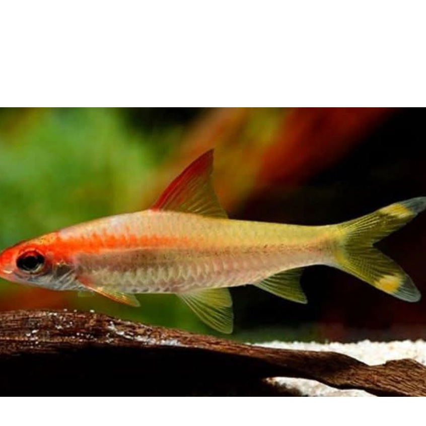 puntius denisoni golden size 3 cm udah mutasi golden denisoni