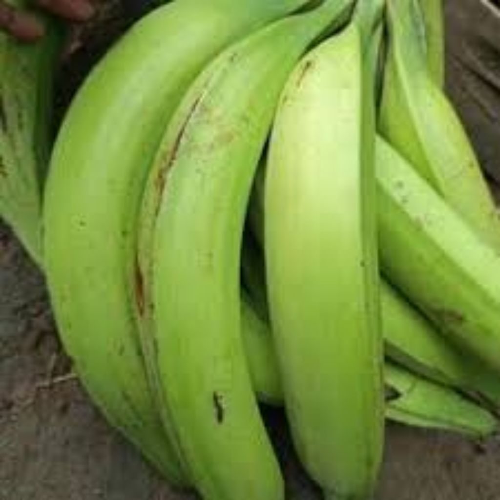 Pisang tanduk manis masih mentah 1 kg
