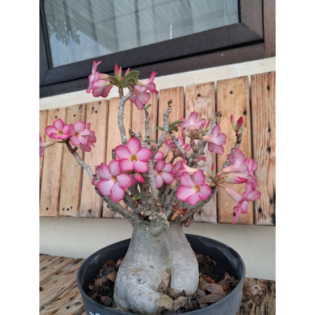 Adenium Arabicum Black Hawk