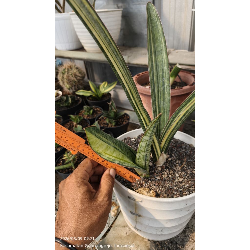 sansevieria malawi bat varigata (anak aja)