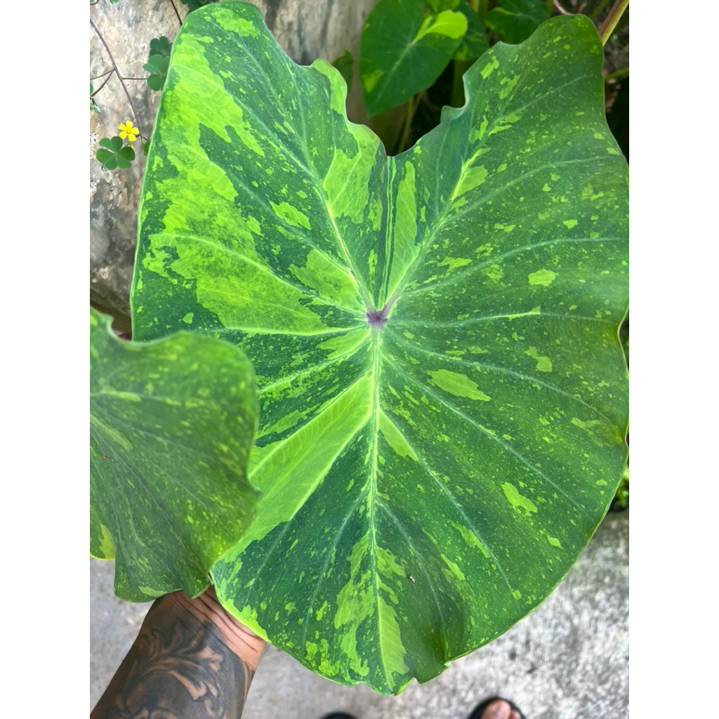 Tanaman Colocasia Midori Sour
