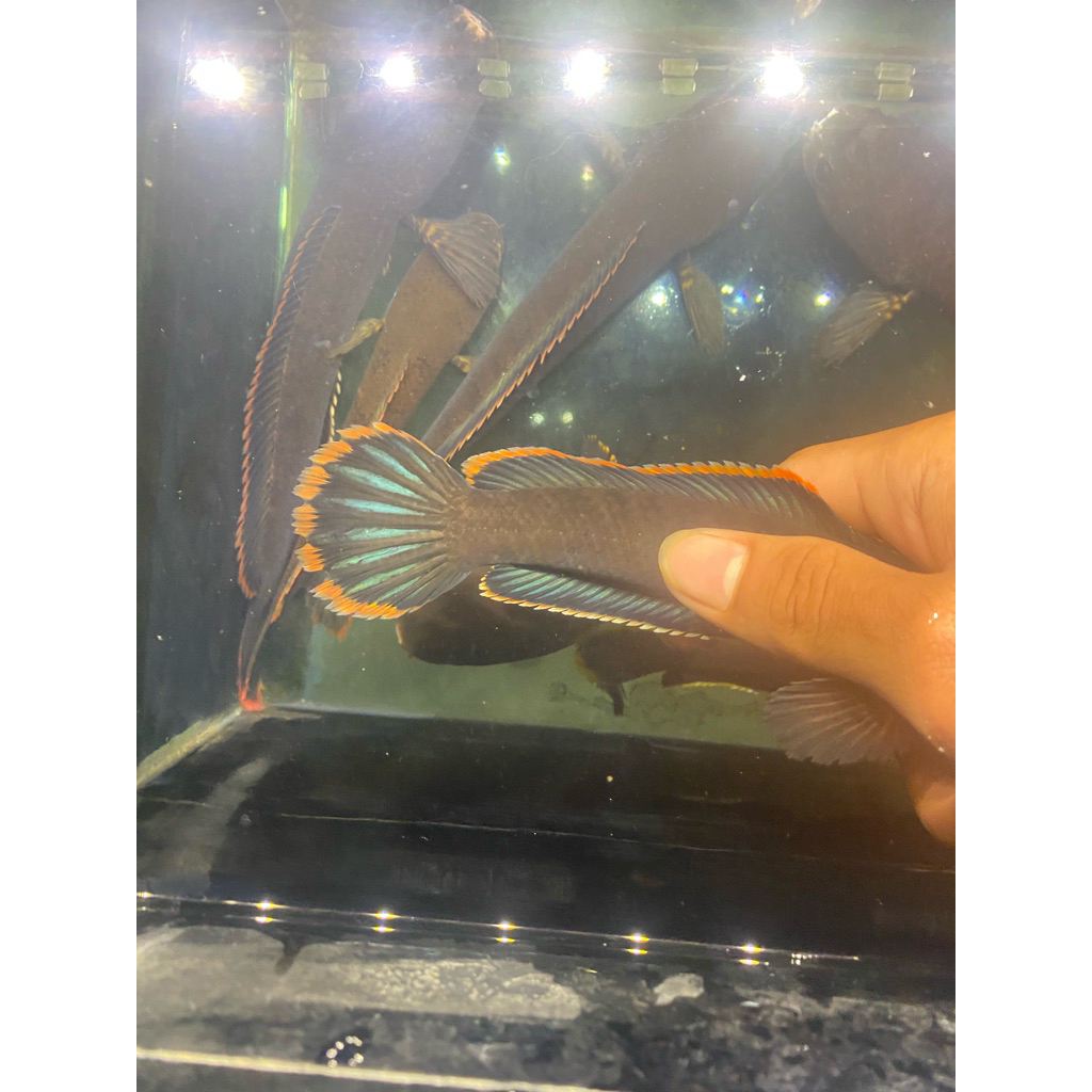 Ikan Predator Channa Limbata 10-15 cm, Mudah Dirawat