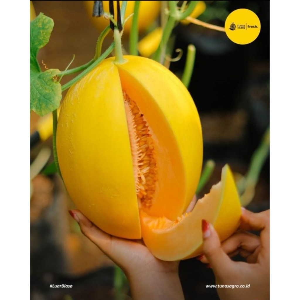 Benih Melon New Kinanti Repack 25 biji