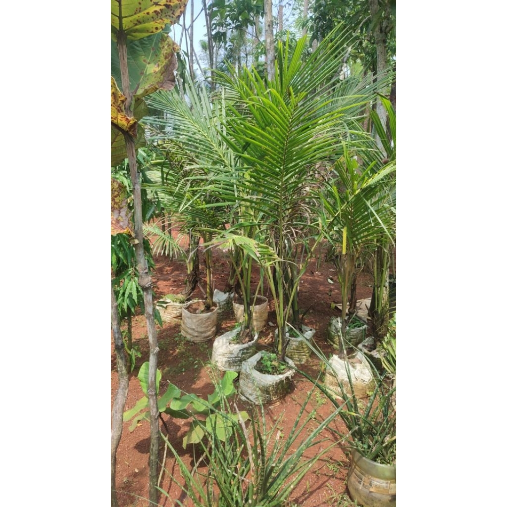 bibit pohon kelapa ijo