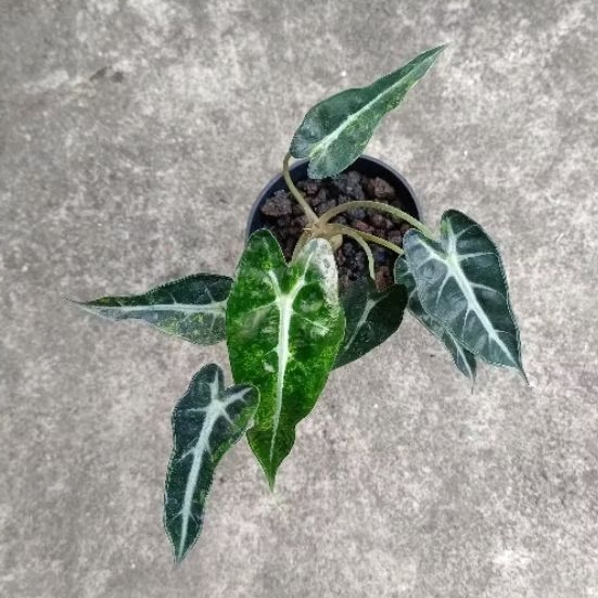 BabyPlant - Alocasia Bambino Varigata Aurea