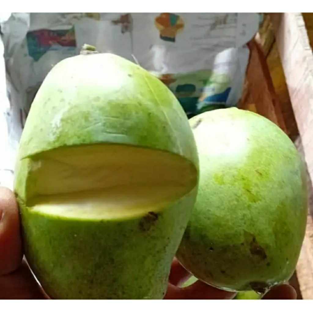 mangga Indramayu mangga dermayu mengkel dan muda Fress per kilo gram