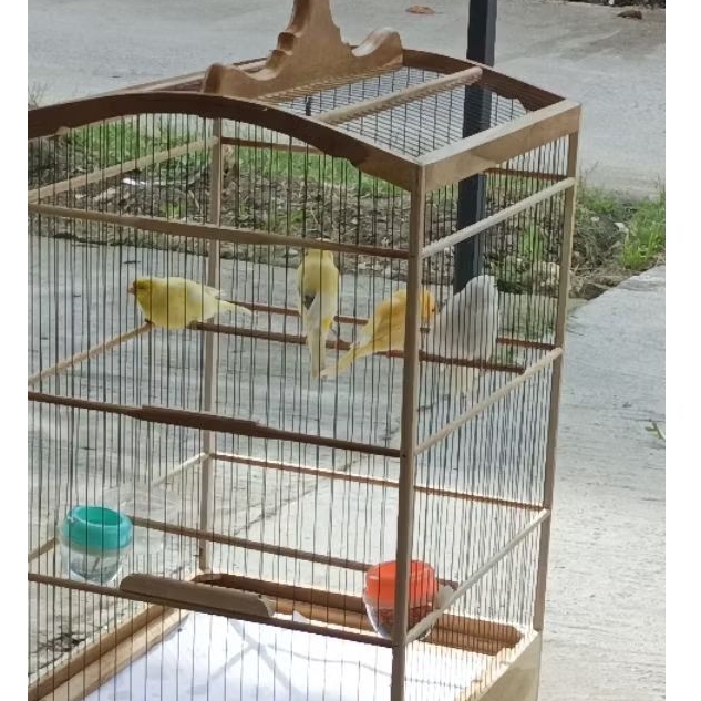 Kenari AF F1 jantan gacor dan betina siapan